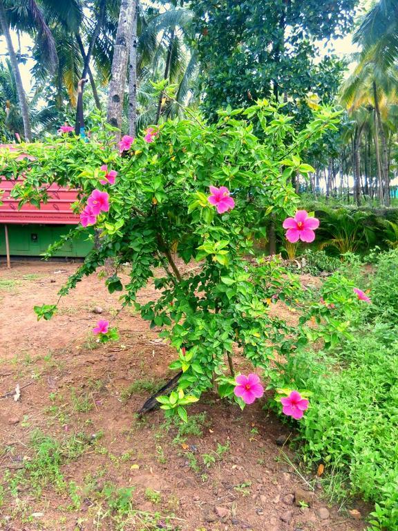 Wavelet Beach Resort Palolem Exterior foto